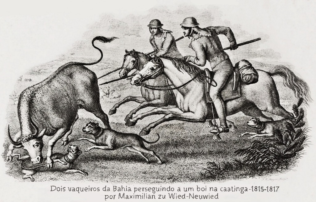 Gravura histórica de 1815-1817 mostrando vaqueiros da Bahia com cães Filas perseguindo boi na caatinga — função de boiadeiro da raça