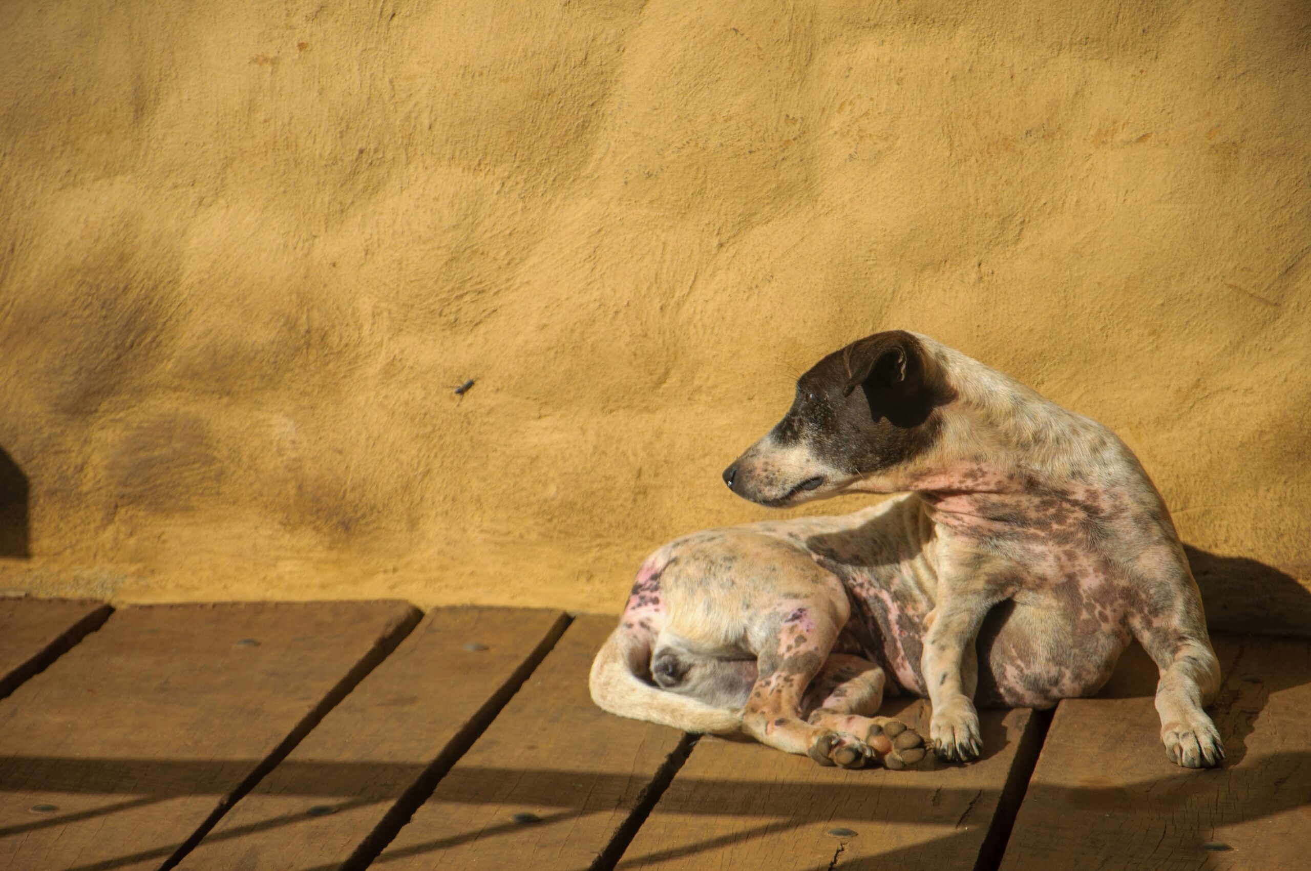 Cão com perda de pelos e lesões cutâneas visíveis — descamação e lesões na pele são sinais clássicos da leishmaniose canina