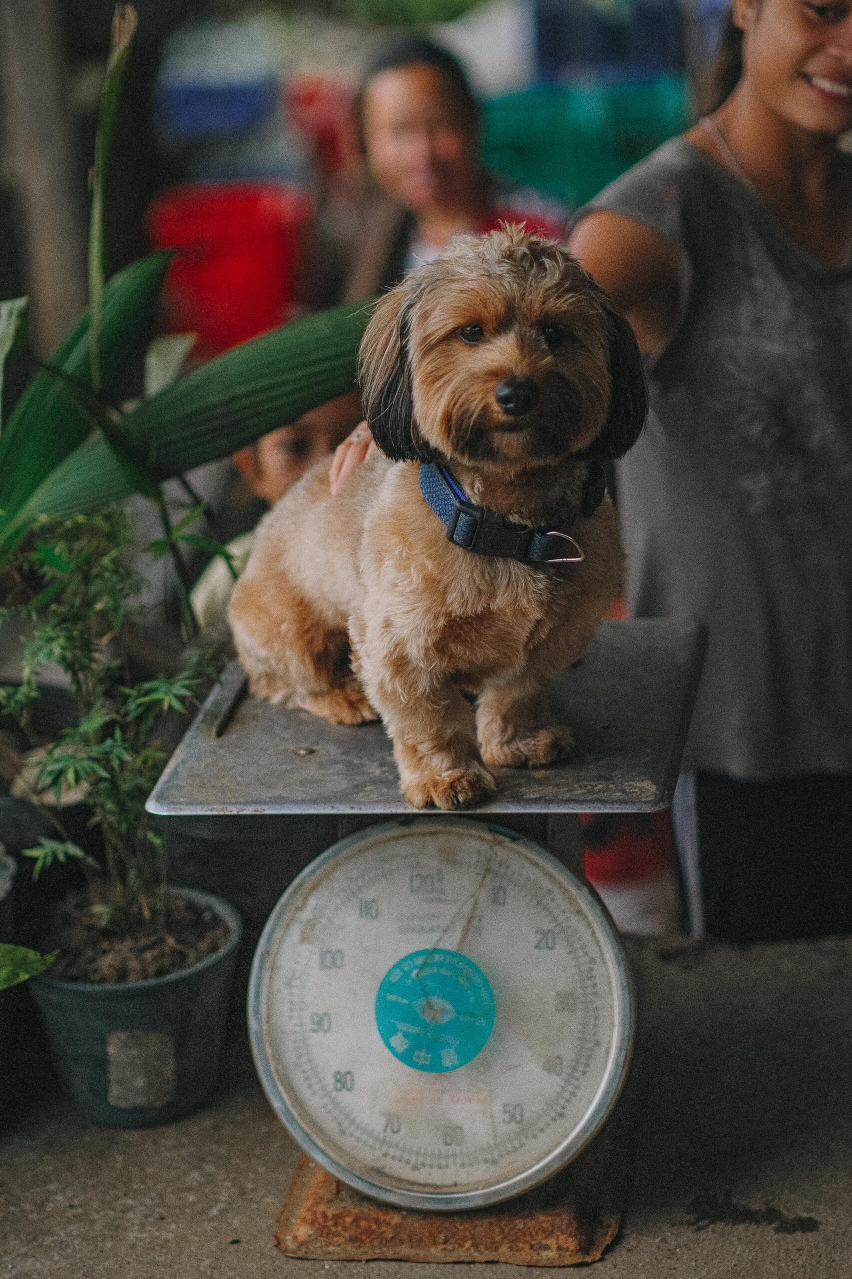 Cão pequeno sentado em balança analógica — pesagem regular é ferramenta essencial no diagnóstico e controle da obesidade canina