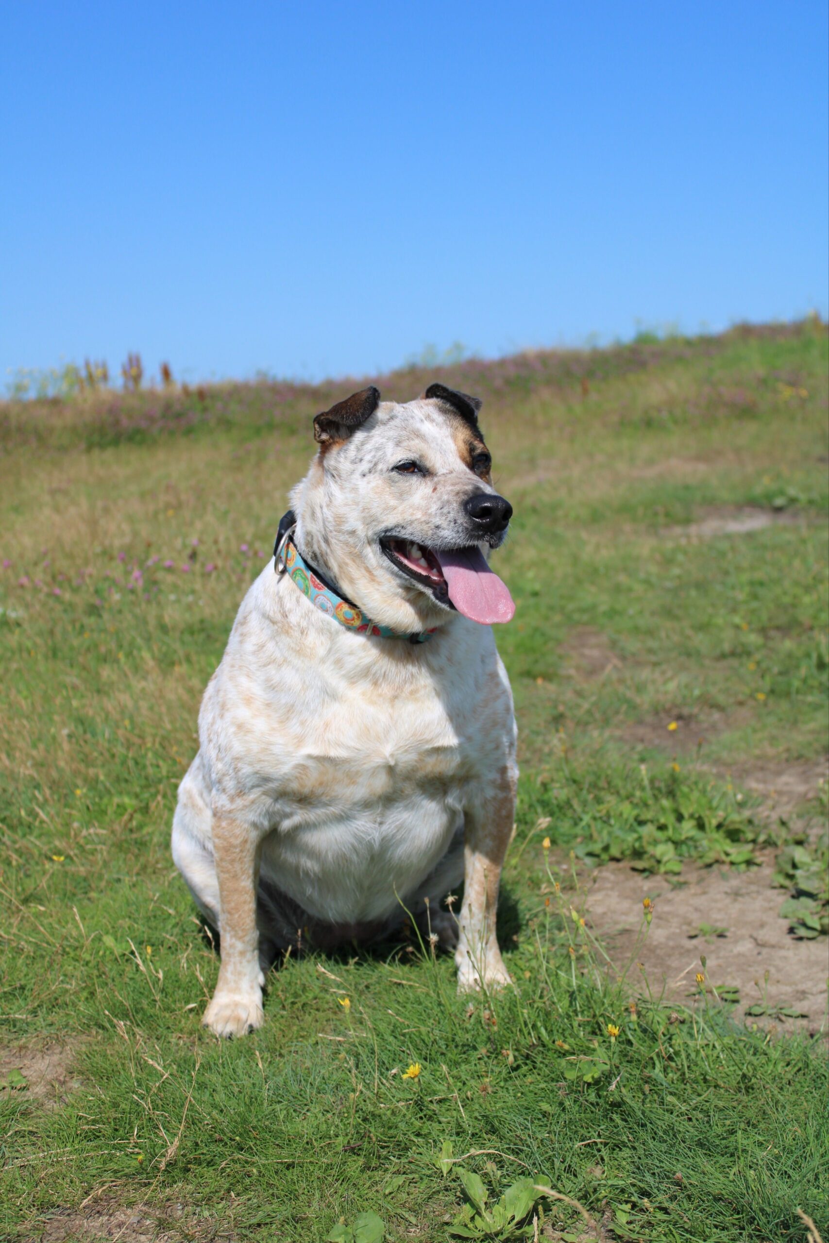 Obesidade canina: a epidemia silenciosa que rouba até dois anos de vida do seu cachorro