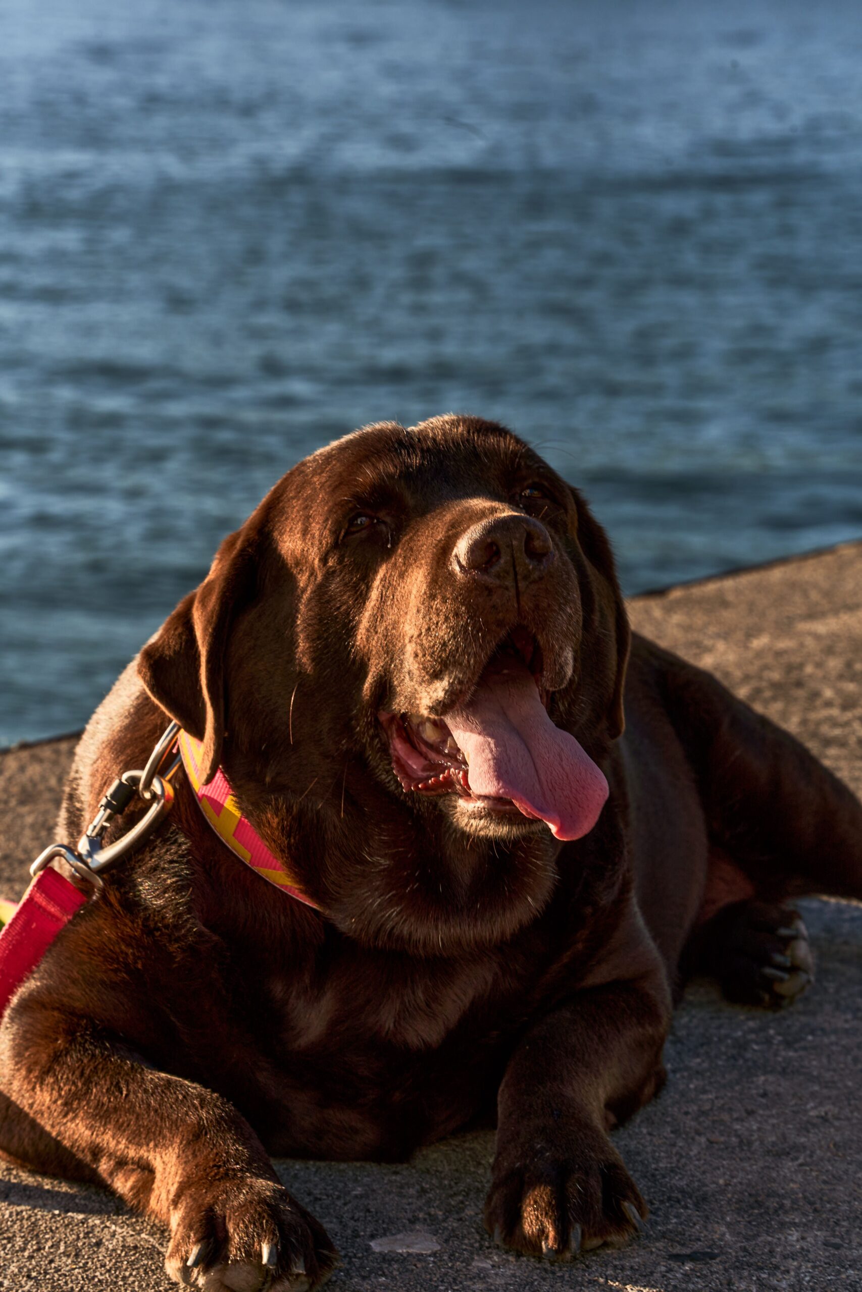 Labrador Retriever chocolate deitado à beira d'água — 25% dos Labradores carregam mutação no gene POMC que predispõe à obesidade canina