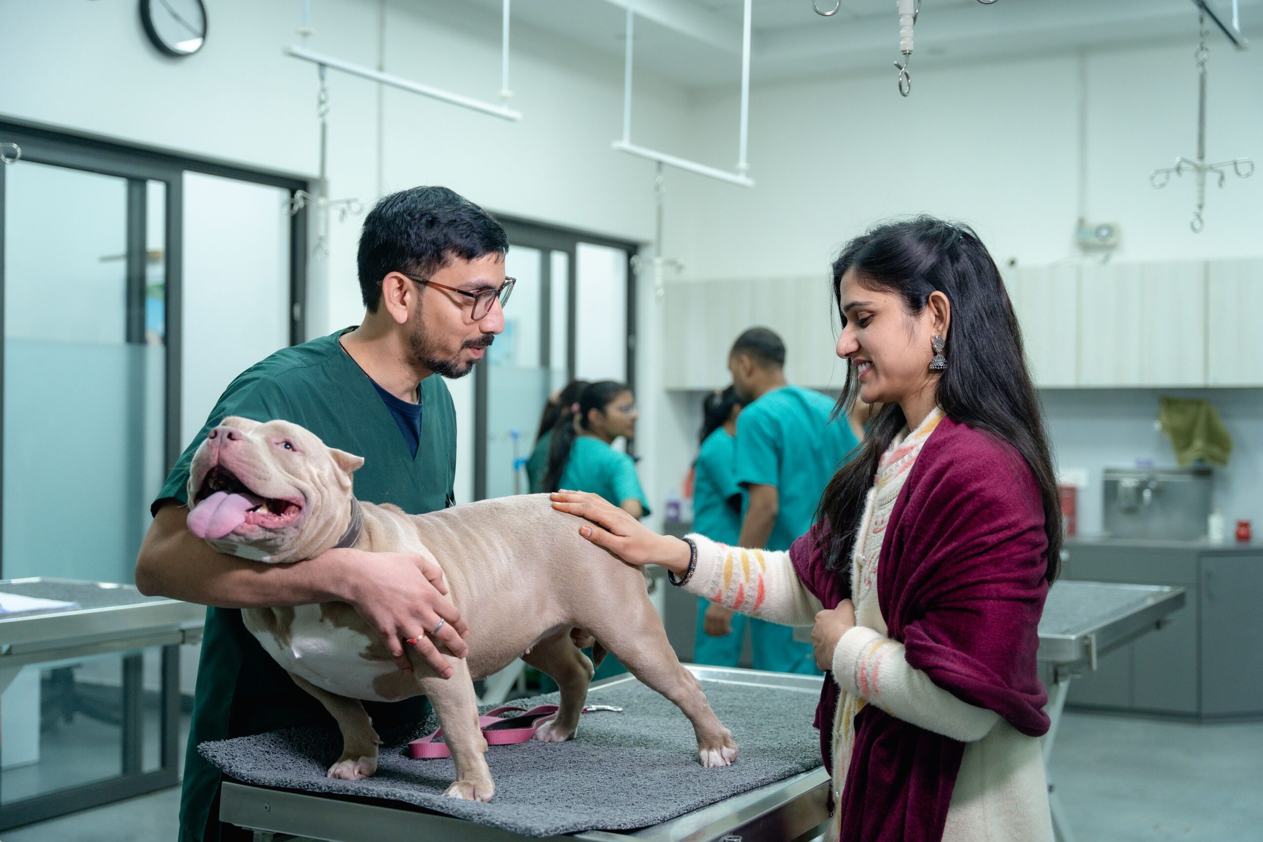 Veterinário e dona examinando Bulldog em mesa clínica — perda de peso em cães com obesidade canina deve ser supervisionada por veterinário