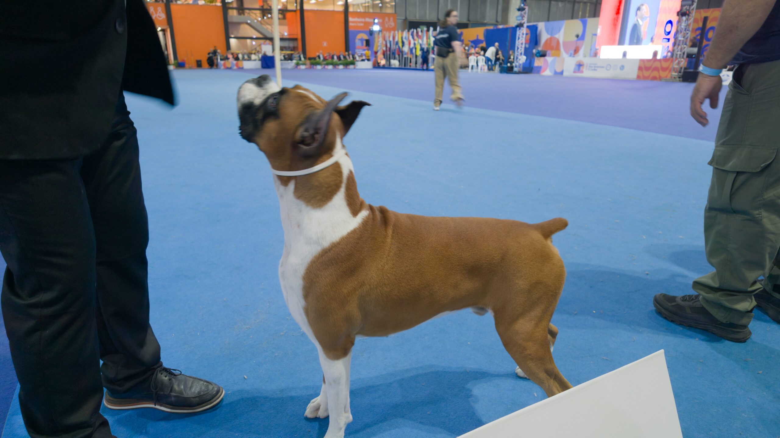 Baltazar Sunland BR Boxer vencedor do Best in Show Américas e Caribe 2026 no ring do RioCentro