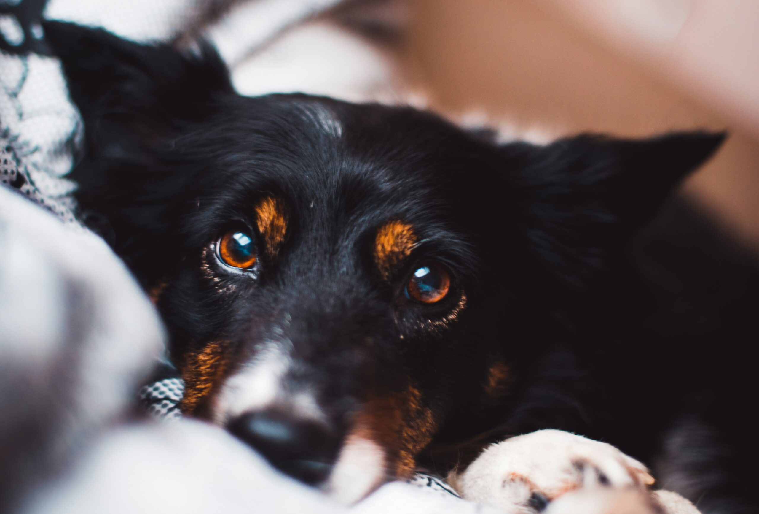 expressoes humanas caes — olhar canino atento, cognição social e processamento de expressões