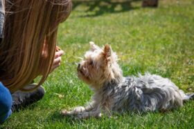 O cérebro do cão distingue expressões humanas — mas isso não é leitura de pensamentos