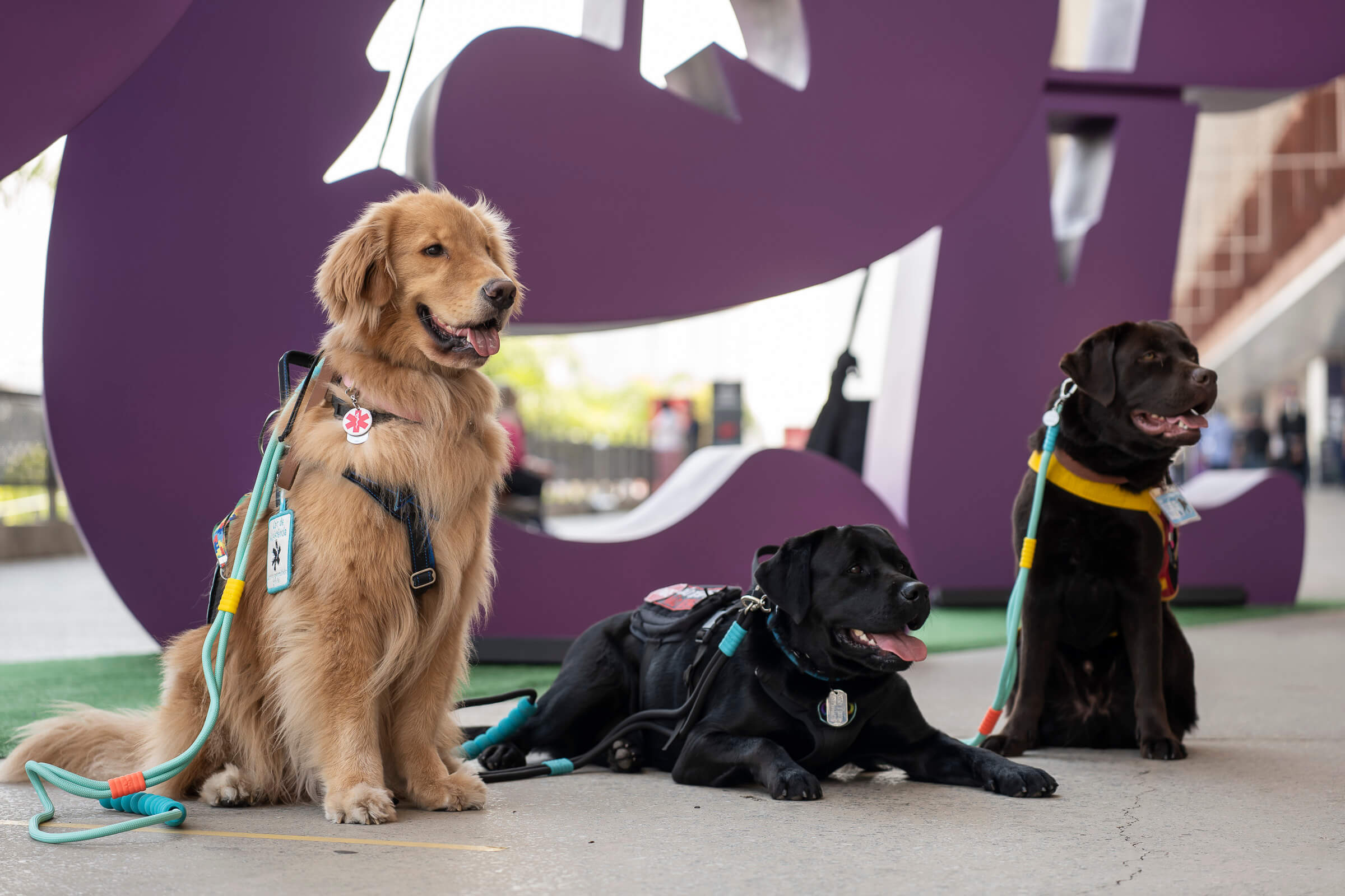 Golden Retriever e Labradores com equipamentos em frente ao letreiro da PET South America 2026 — comportamento e vínculo canino