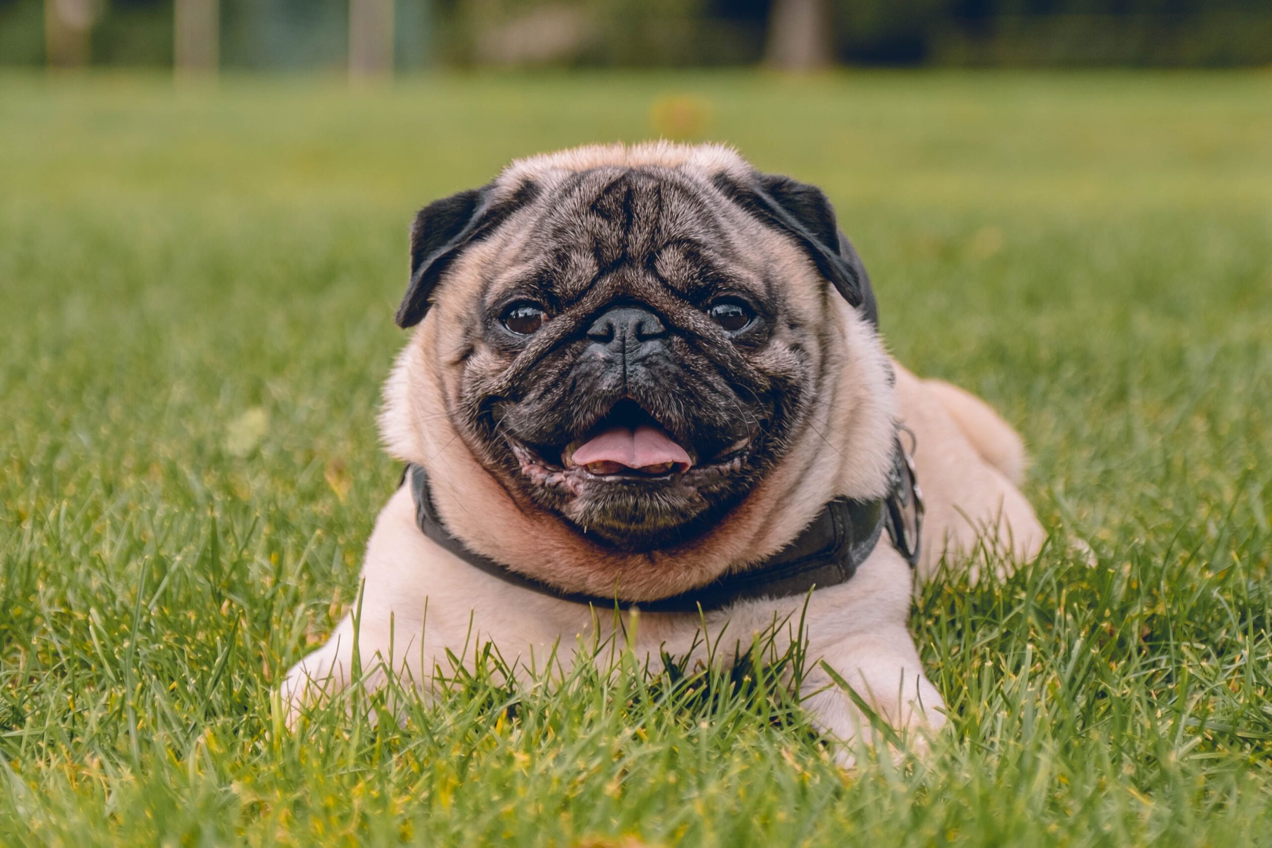 Pug deitado na grama com focinho achatado e pregas faciais visíveis ilustrando Síndrome Braquicefálica Obstrutiva