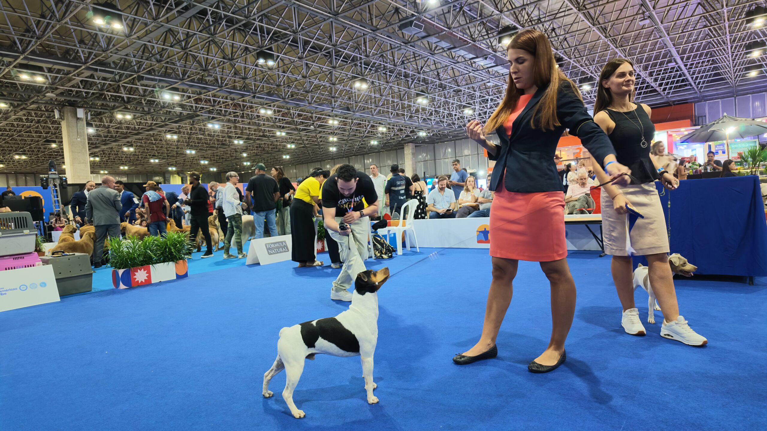 Terrier Brasileiro: o Fox Paulistinha que quase desapareceu — e hoje conquista a Europa enquanto o Brasil não presta atenção
