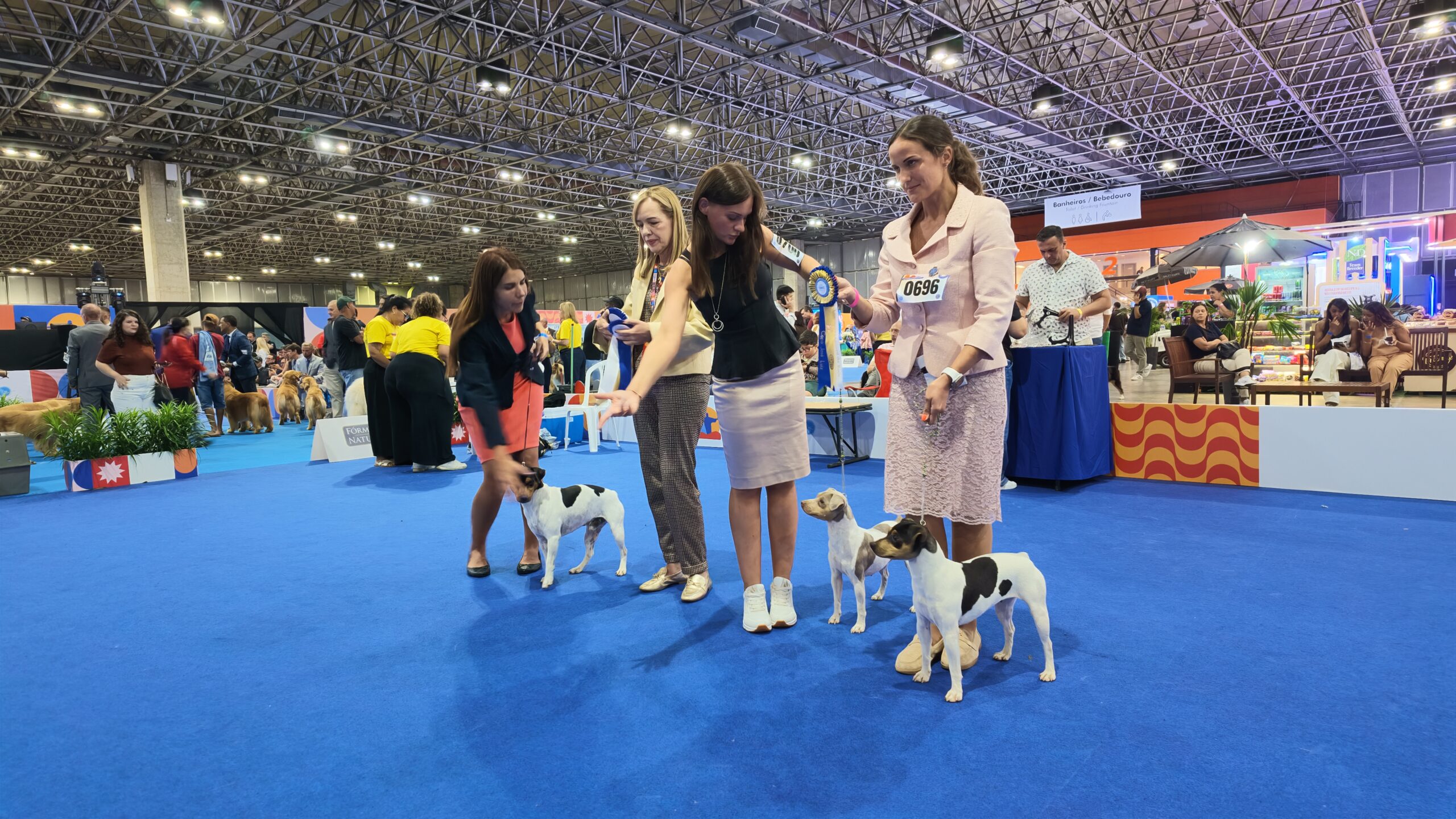 Três Terrier Brasileiros com handlers no ringue de julgamento das Américas e Caribe 2026 com fita de premiação visível