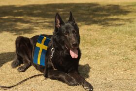 Euro Dog Show 2026: Terrier Brasileiro lidera presença brasileira em Estocolmo — e o Buldogue Campeiro estreia no cenário europeu pela segunda vez