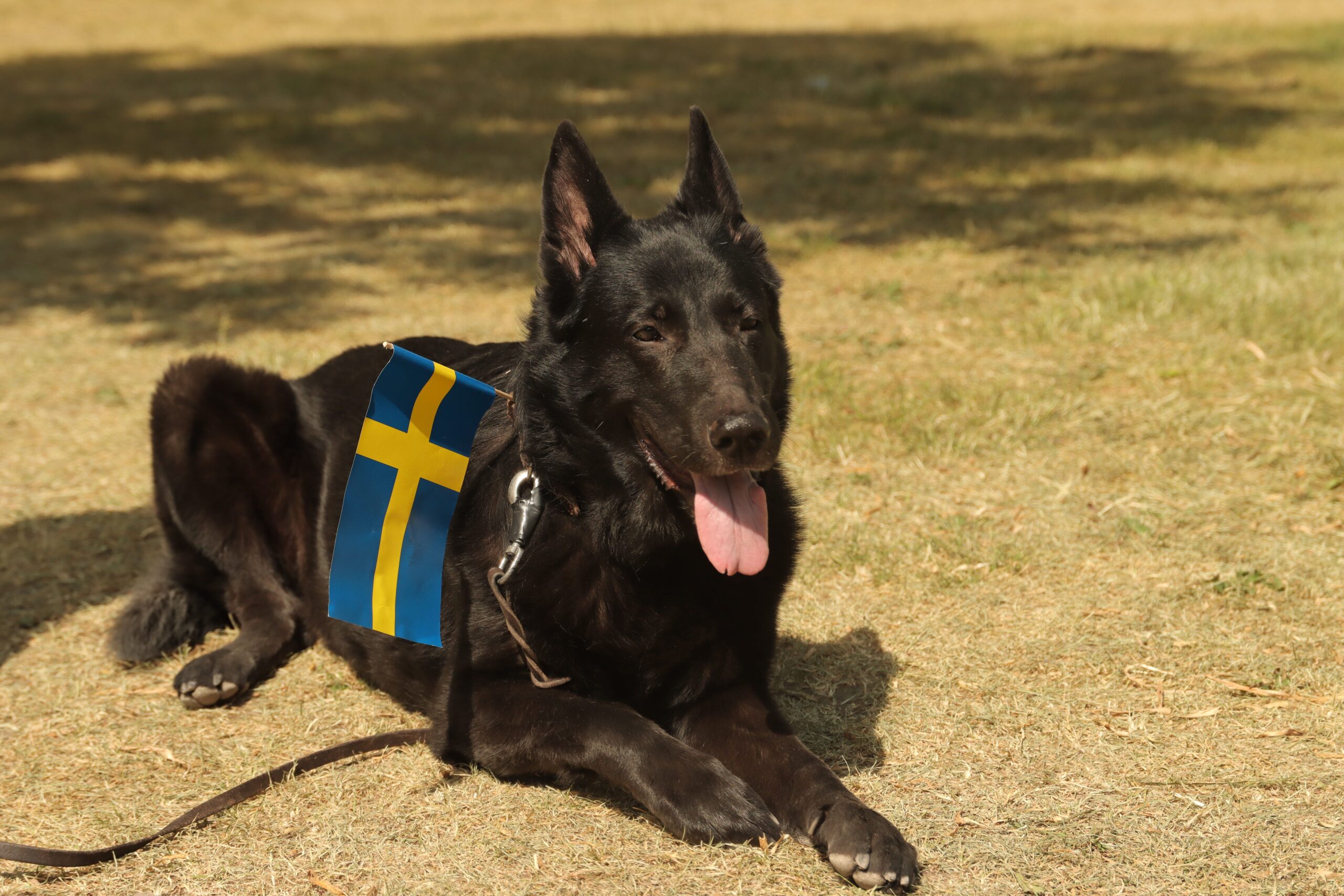 Euro Dog Show 2026 Estocolmo — Pastor Alemão com bandeira da Suécia