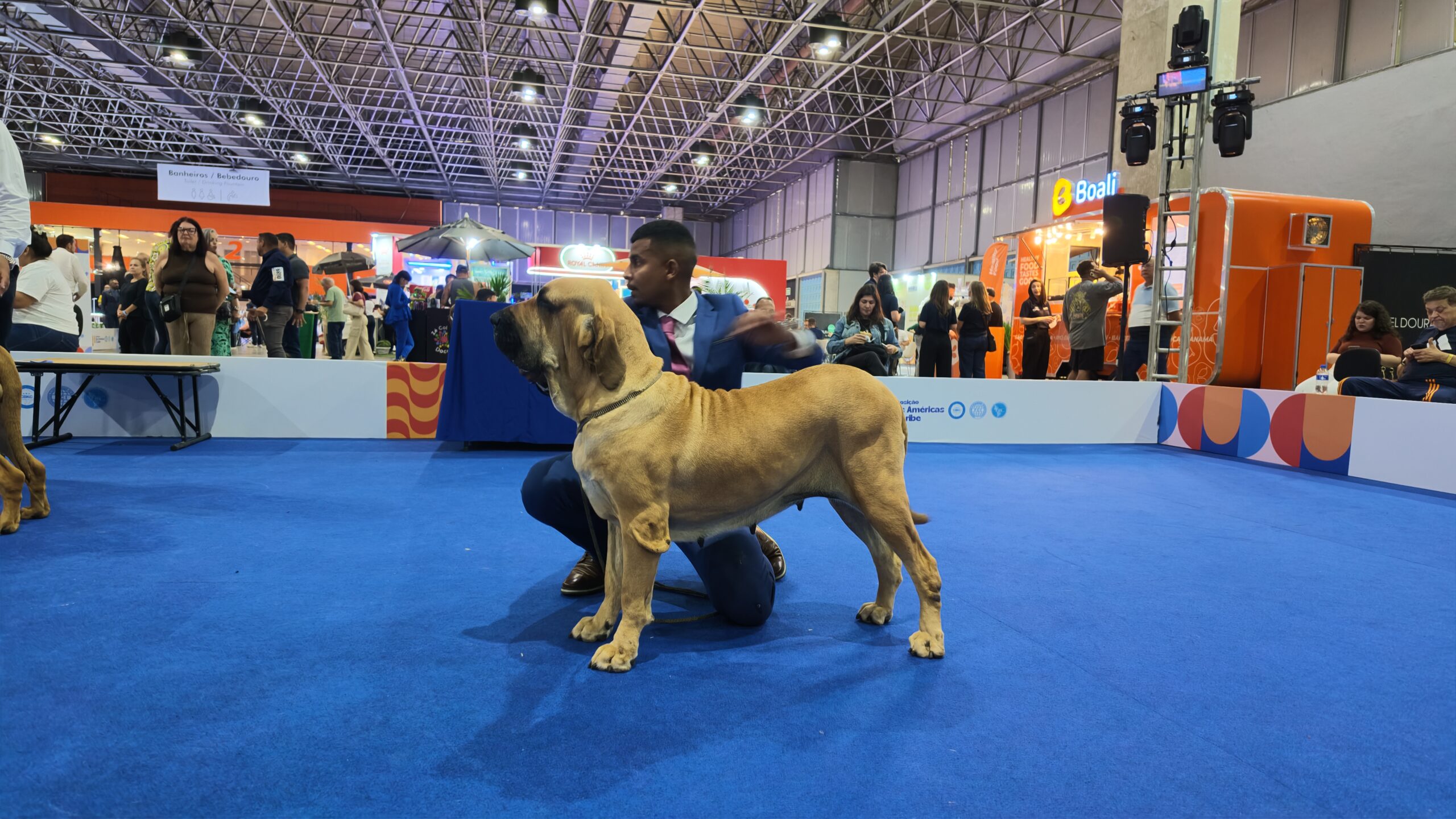 Fila Brasileiro leonado em postura de show com handler ajoelhado no ringue das Américas e Caribe 2026 — raça brasileira FCI nº 225