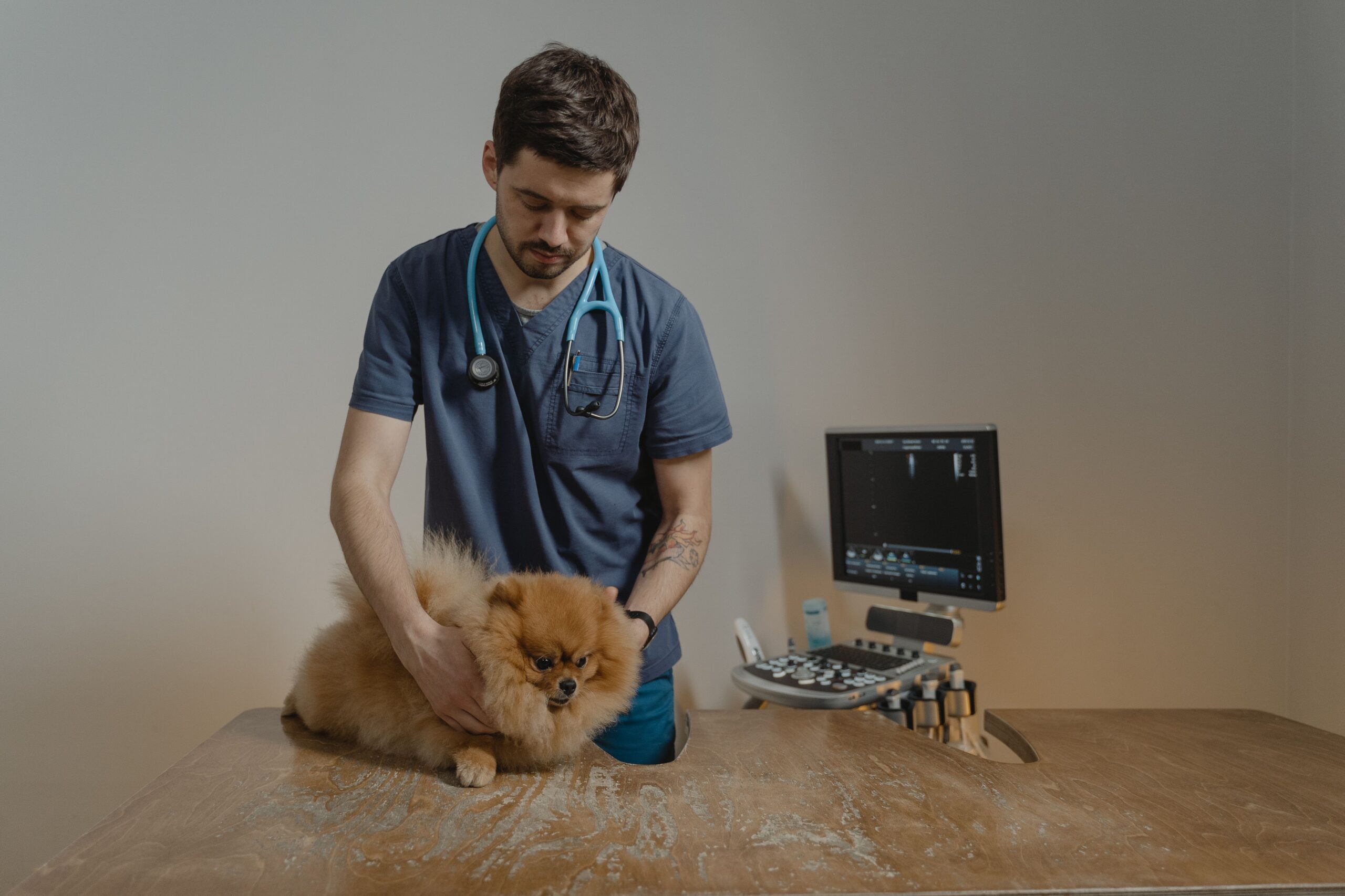 Veterinário com estetoscópio examinando Pastor Alemão deitado — exame físico com palpação dos linfonodos é o primeiro passo no diagnóstico do linfoma canino