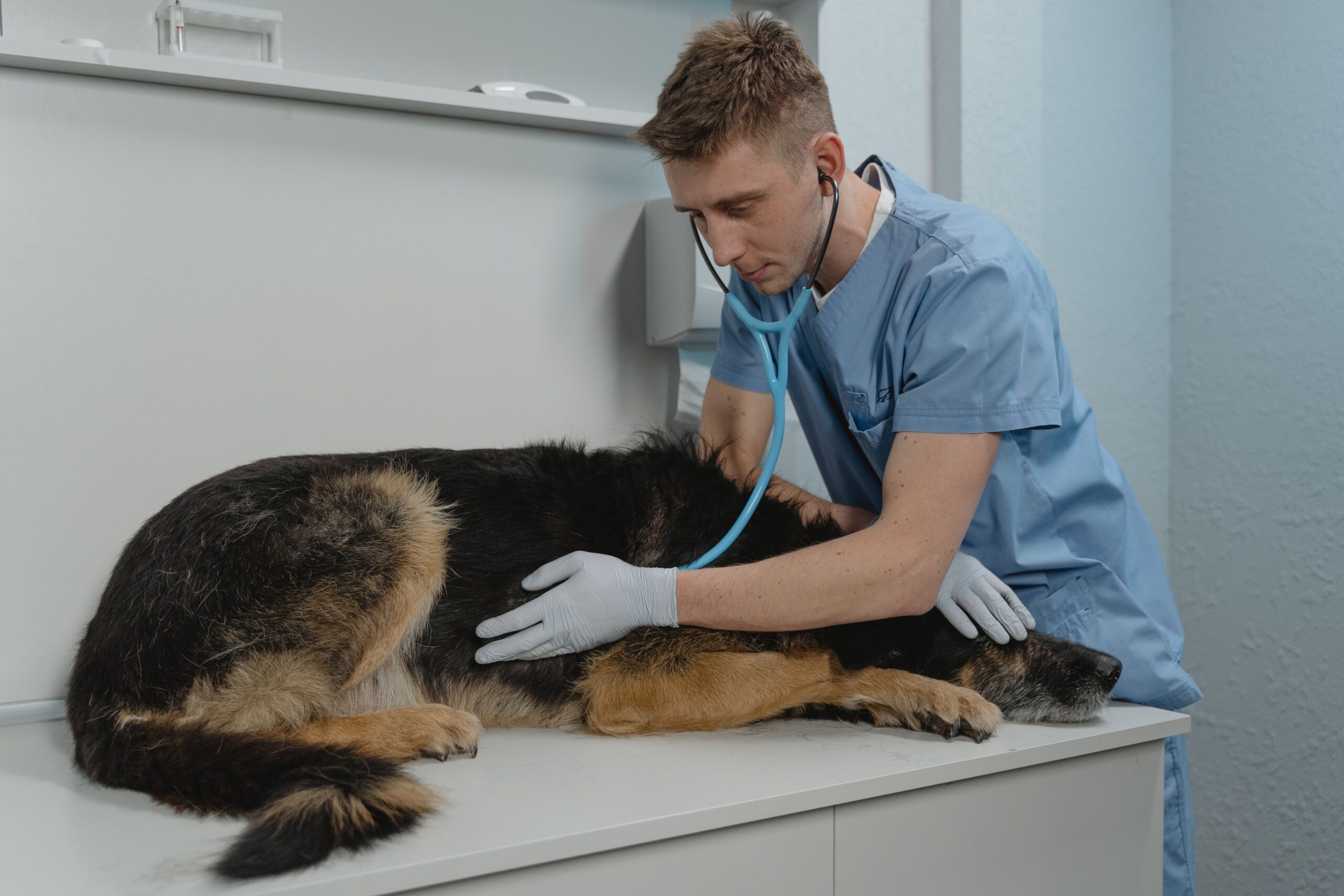 Veterinário examinando cão em mesa clínica com equipamento de ultrassom ao fundo — estadiamento completo é essencial no diagnóstico do linfoma canino
