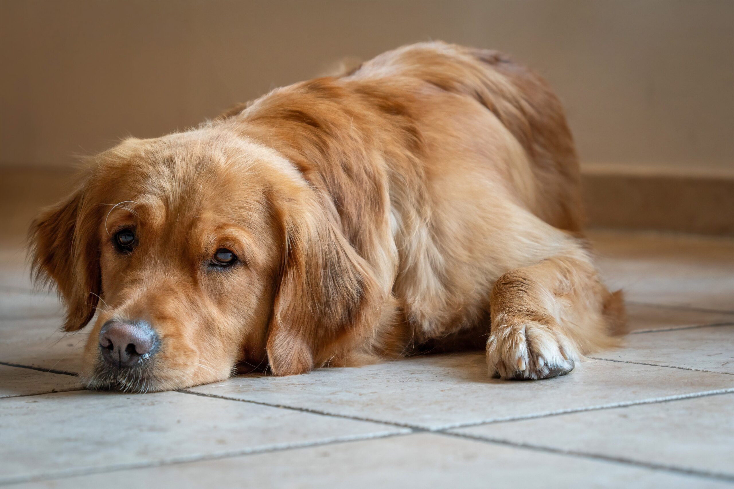 O linfoma que matou Tucker Budzyn em dias: o que todo dono de Golden Retriever precisa saber sobre o câncer mais comum em cães