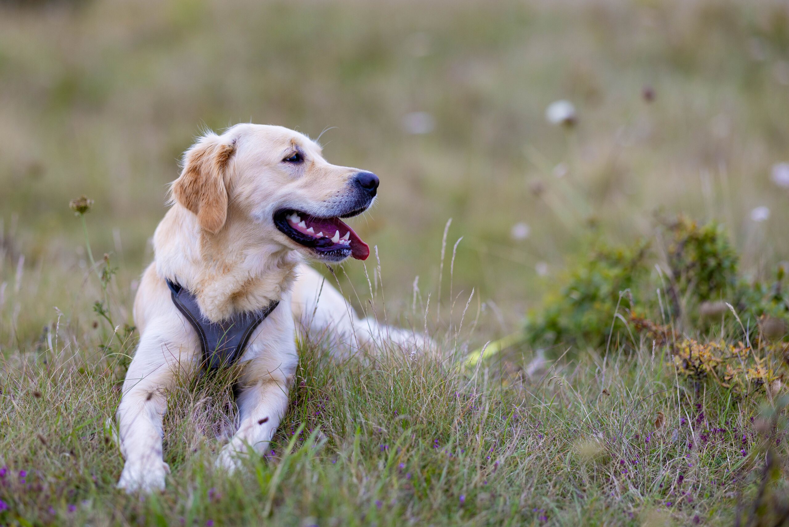 Golden Retriever jovem e saudável em campo ao entardecer — a decisão sobre qualidade versus extensão de vida é central no tratamento do linfoma canino