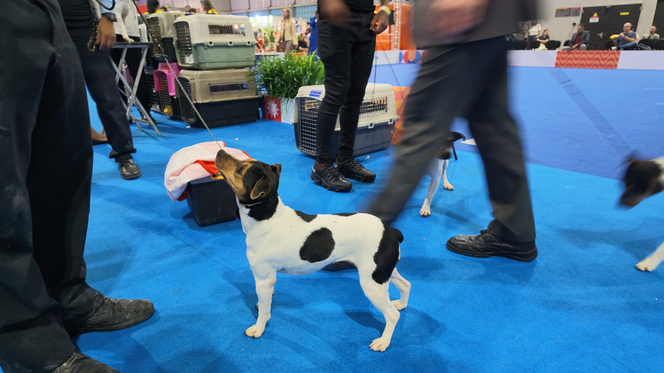 Terrier Brasileiro bicolor em postura natural no ringue das Américas e Caribe 2026 — raça brasileira FCI nº 341