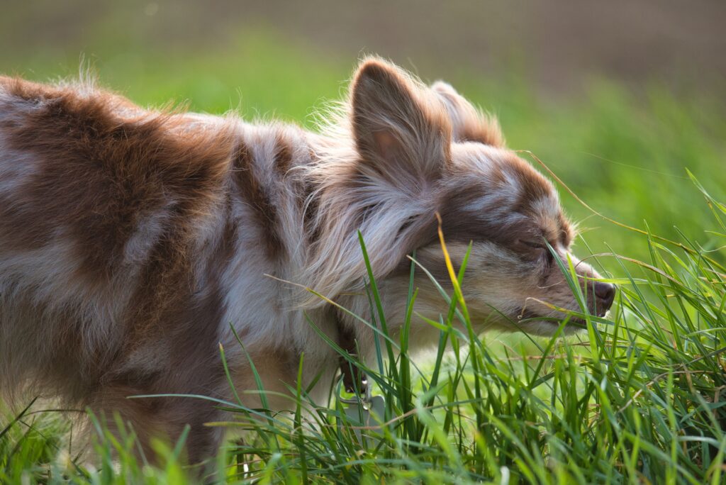 Por que o cachorro come grama no passeio — e por que o vômito depois não é o motivo