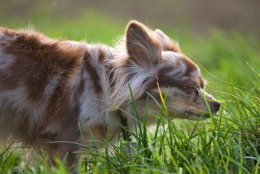 Por que o cachorro come grama no passeio — e por que o vômito depois não é o motivo