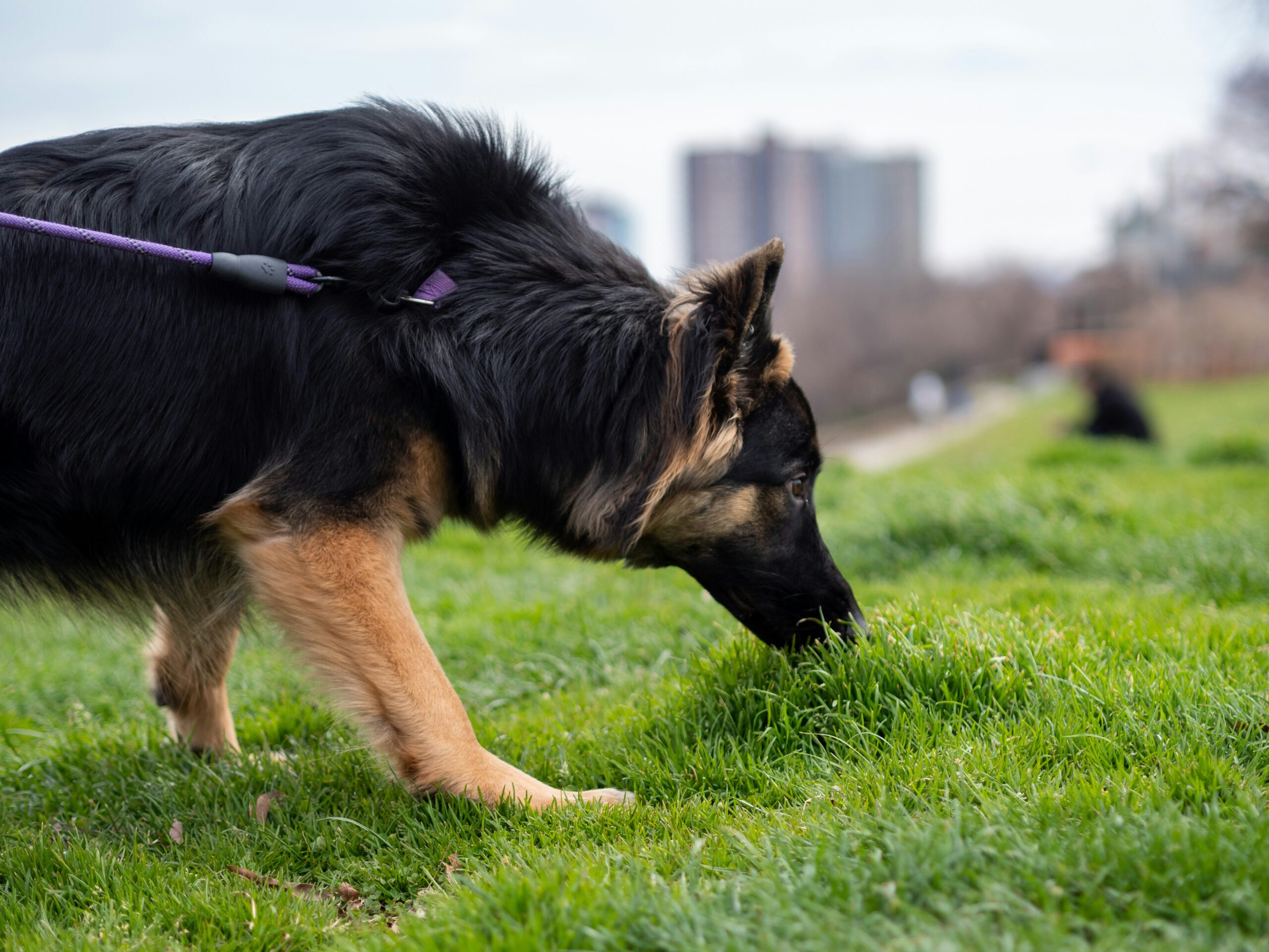 Cachorro farejando grama durante passeio — comportamento olfativo e alimentar natural em cães