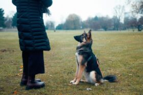O cérebro do cachorro ouve palavras como um bebê — e a Science acaba de provar
