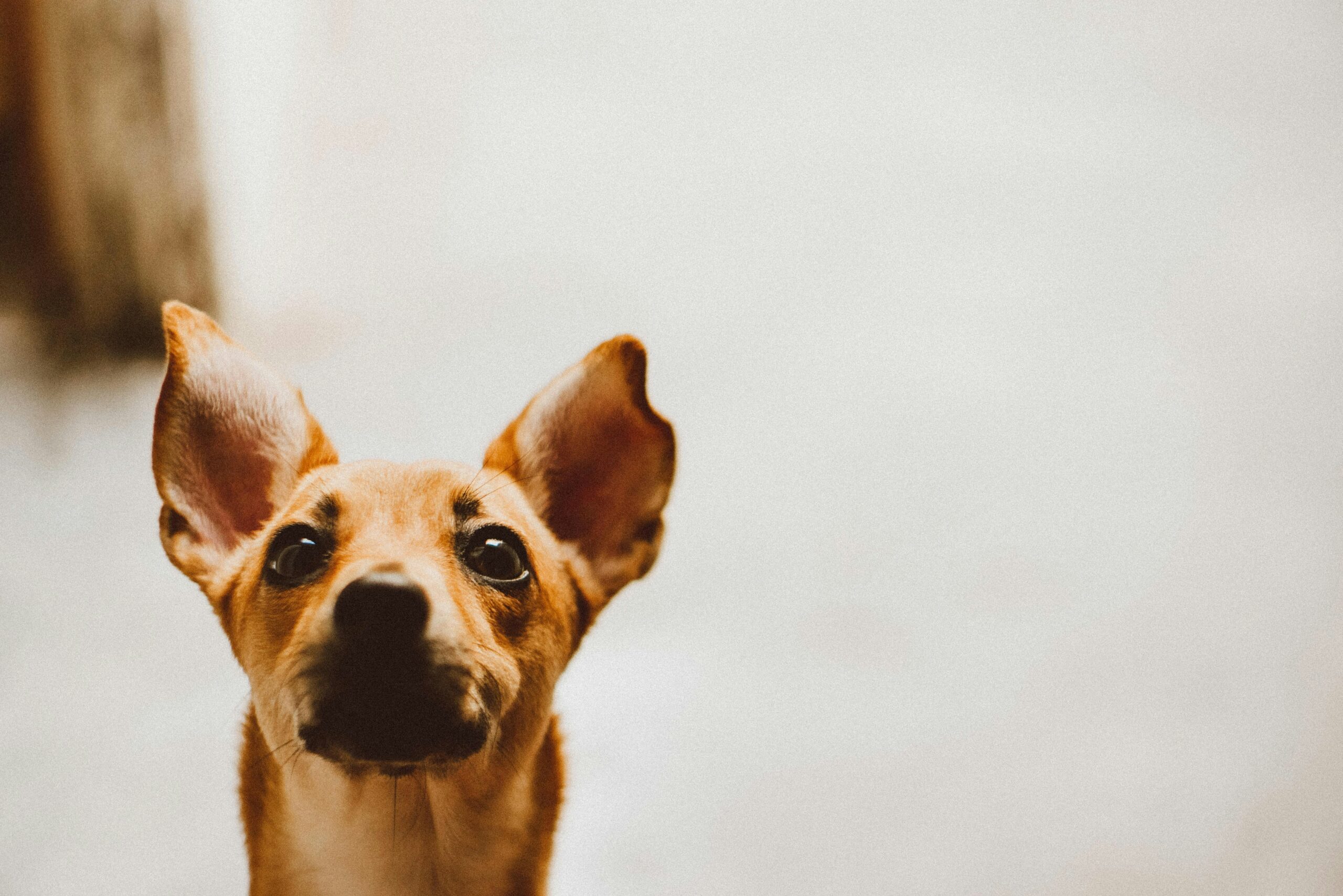 EEG cães segmentação fala — cão com orelhas eretas em atenção total ao som