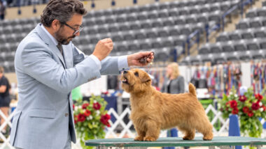 Montgomery 2026: um Norfolk Terrier vence o maior show de terriers do mundo – e o que Rambo representa para a criação séria