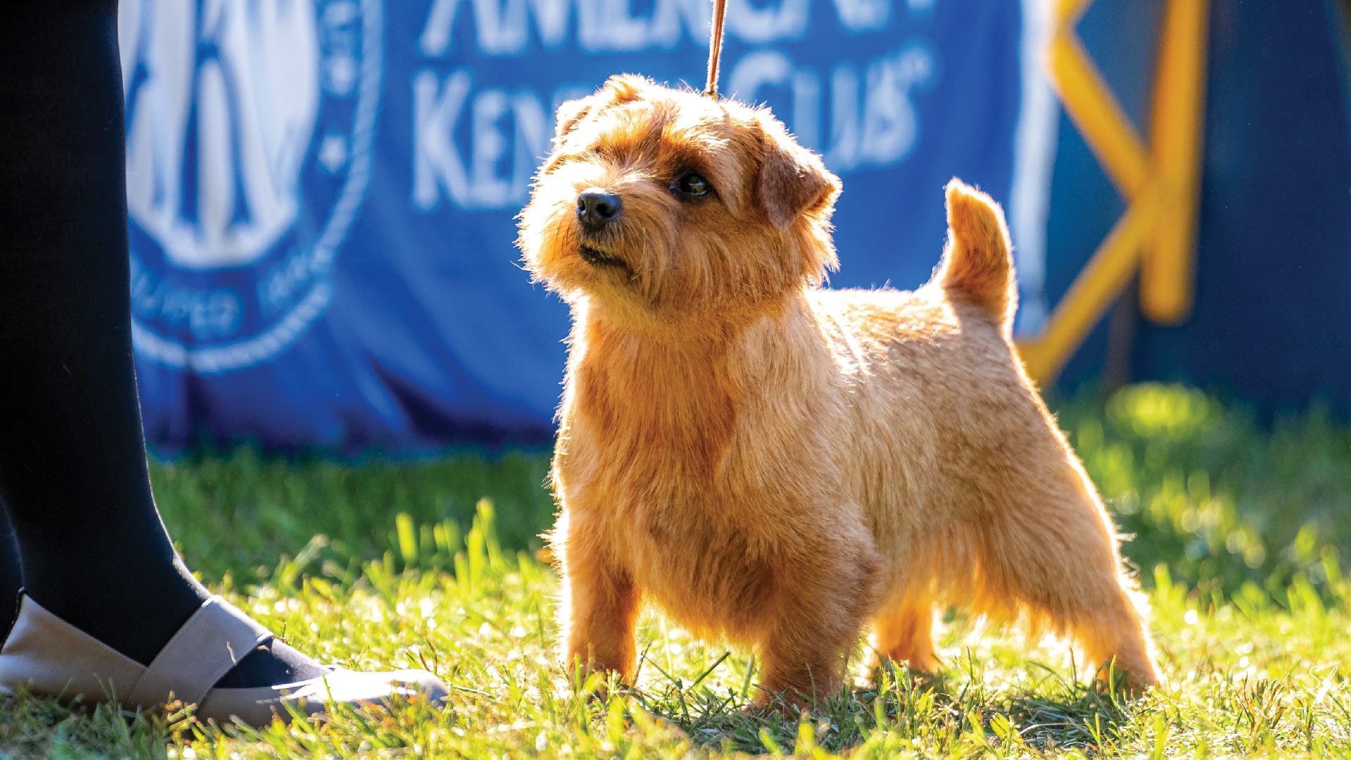 Norfolk Terrier em posição de apresentação no gramado com banner do American Kennel Club ao fundo