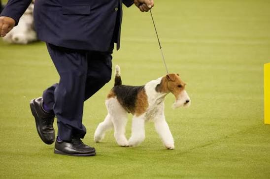 Wire Fox Terrier sendo gaiteado por handler em gramado verde durante exposição canina